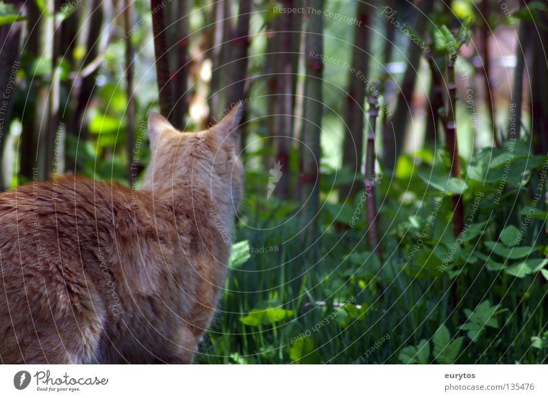 basic instinct Cat Bushes Meow Green Hunter Leaf Red-haired Intensive Domestic cat Land-based carnivore Big cat Assassin Pelt Tails Paw Claw Calm Relaxation