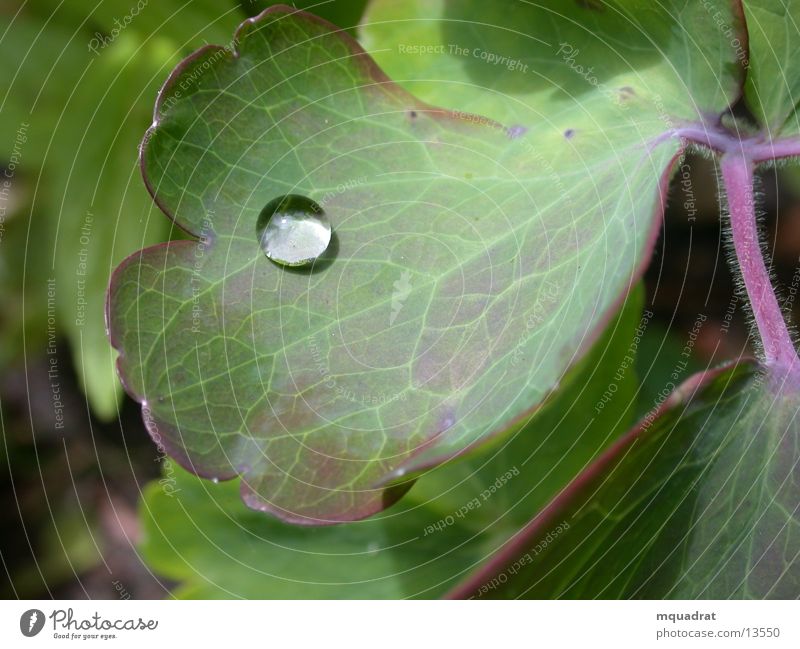 Drop_2 Drops of water Leaf Green Water Naur Macro (Extreme close-up)