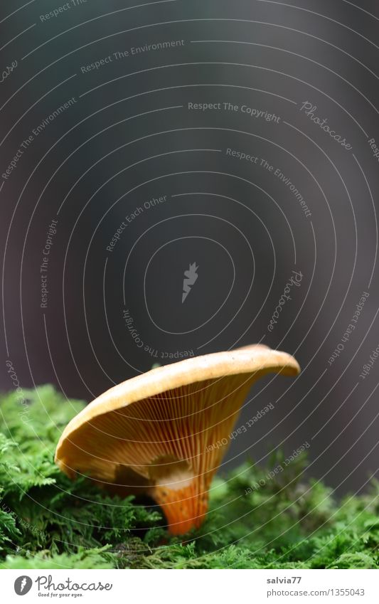 false chanterelle Nature Plant Animal Autumn Moss Wild plant Mushroom Mushroom cap Lamella Forest Growth Fresh Good Small Soft Brown Yellow Green Chanterelle