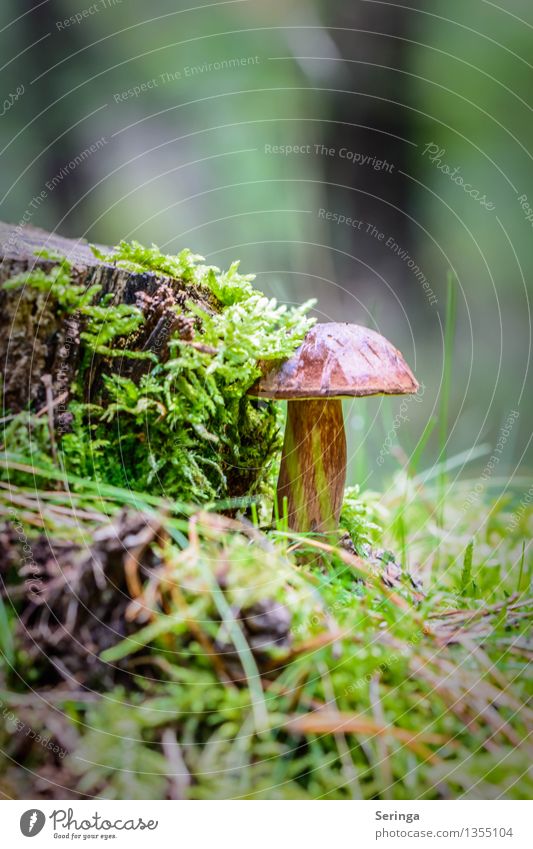 All alone Environment Nature Landscape Plant Animal Autumn Moss Garden Park Meadow Field Forest Growth Living thing Mushroom Mushroom cap Cep Beatle haircut
