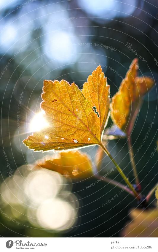 Autumn light II Plant Beautiful weather Tree Leaf Forest Glittering Bright Natural Brown Orange Nature Colour photo Exterior shot Close-up Detail Deserted