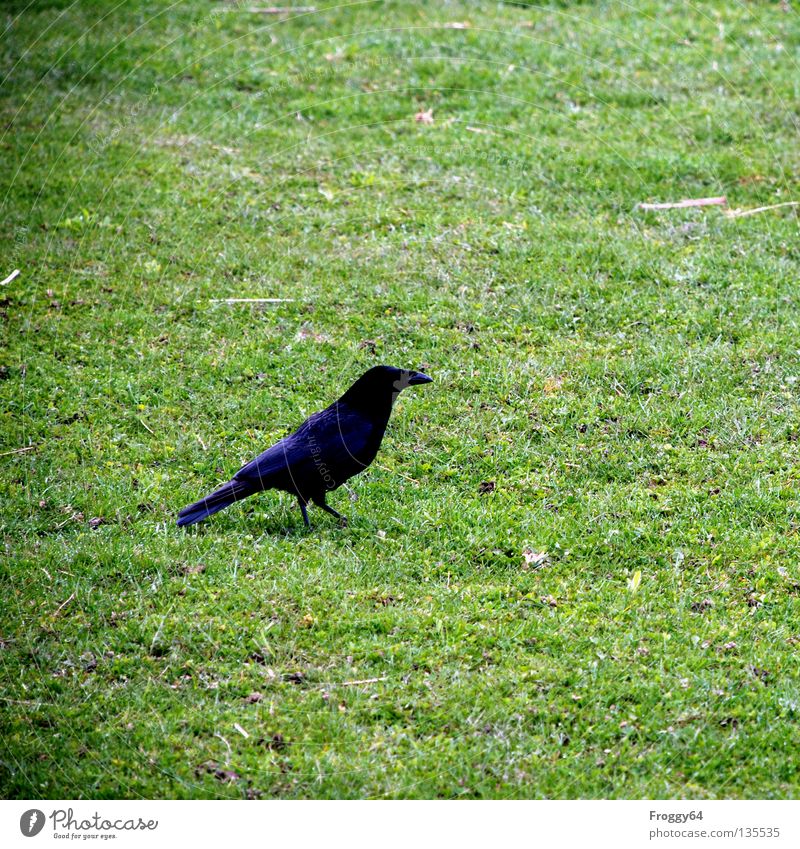 Hans Huckebein Raven birds Bird Black Green Grass Meadow Flower Beak Tails Animal Zoo Enclosure Crow Spring Feather Flying Walking Going