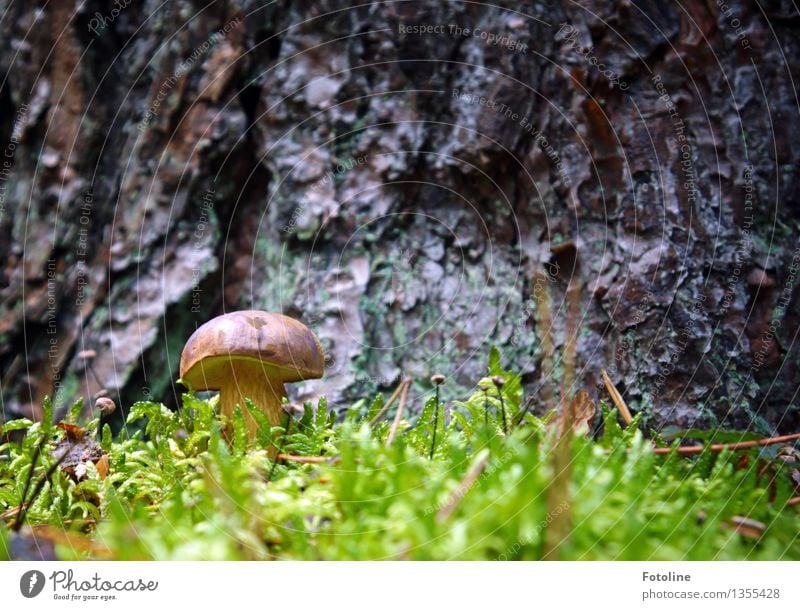 Bonaparte chestnut! Environment Nature Plant Autumn Beautiful weather Tree Moss Forest Bright Small Natural Brown Green Mushroom Cep Colour photo Multicoloured