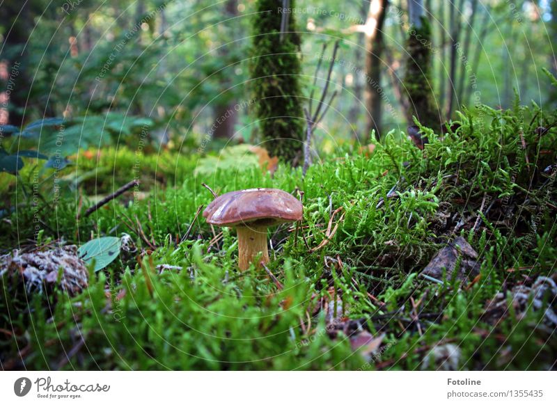 Hmmmjamjamjam! Environment Nature Plant Autumn Beautiful weather Tree Grass Moss Forest Natural Brown Green Mushroom Cep Colour photo Multicoloured