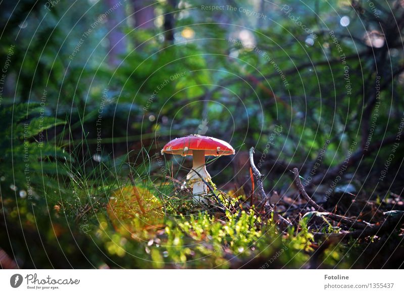 beauty! Environment Nature Plant Autumn Beautiful weather Tree Grass Bushes Moss Fern Park Meadow Forest Natural Mushroom Amanita mushroom Red Colour photo