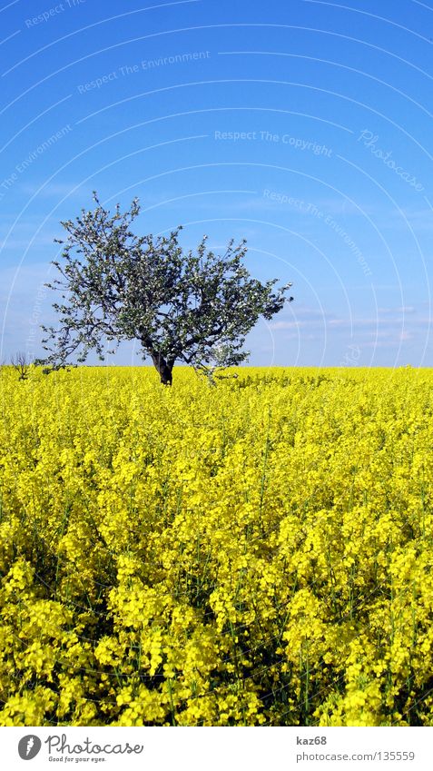 blue yellow Clouds Air Leisure and hobbies Vacation & Travel Horizon Far-off places Field Canola Oilseed rape oil Plant Farm Agriculture Yellow Natural growth