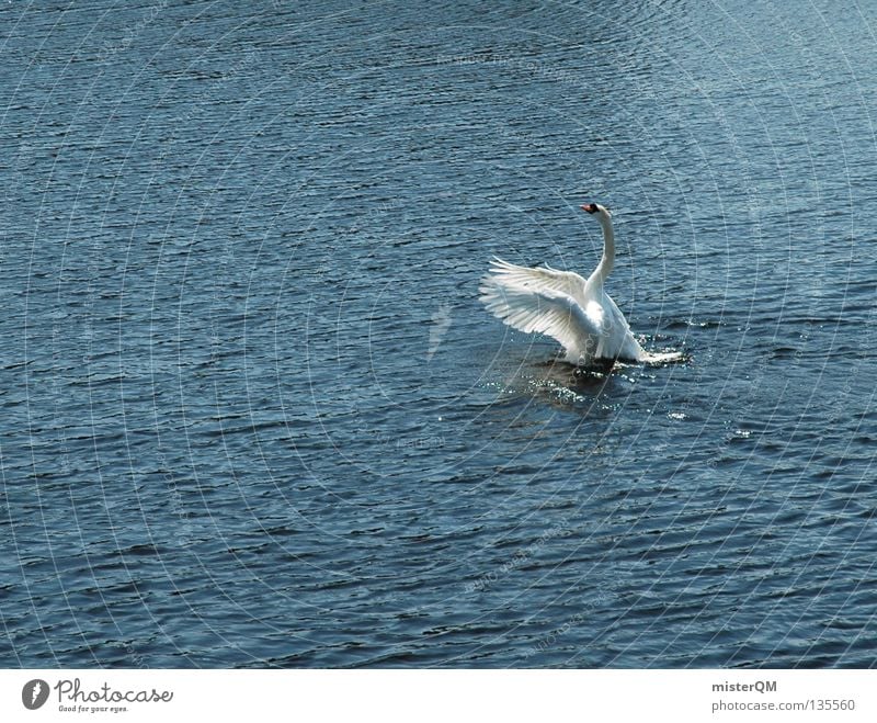 Swanlake. Lake Pond Ocean Water Beginning Above Rutting season Navigation Bird lactic River Feather Flying Upward Wing