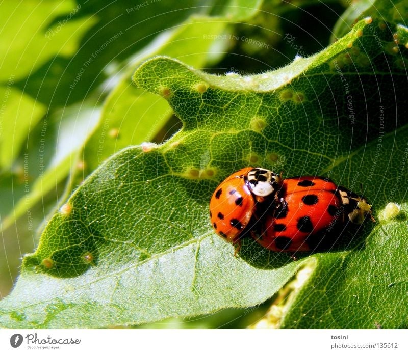 Ladybird love [2/2] Beetle Animal Leaf Nature Green Red Patch Point Together Partner Friendship Infatuation Spring Spring fever In pairs Pair of animals