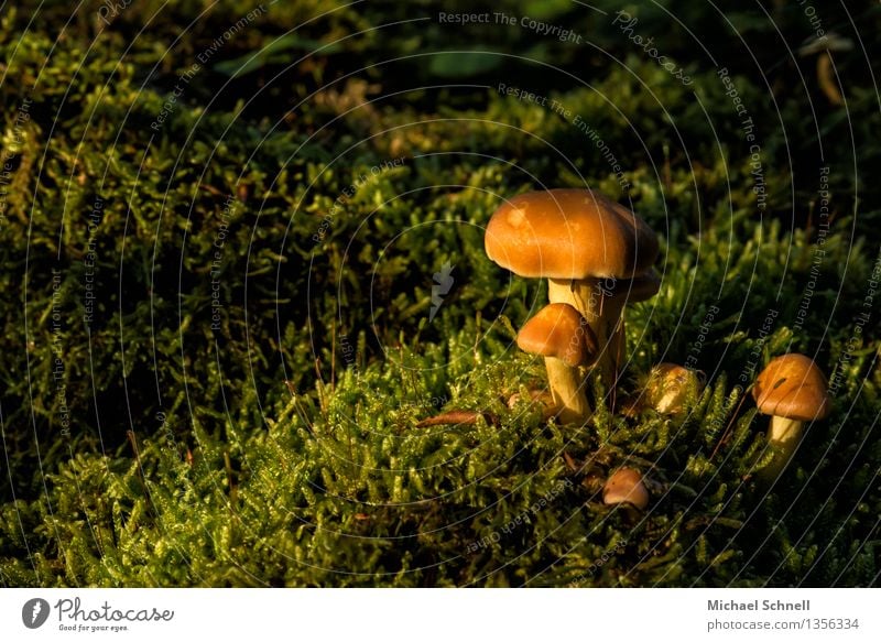 mushroom family Environment Nature Mushroom sapling Free Friendliness Happiness Natural Green Orange Joie de vivre (Vitality) Considerate Happy Attachment