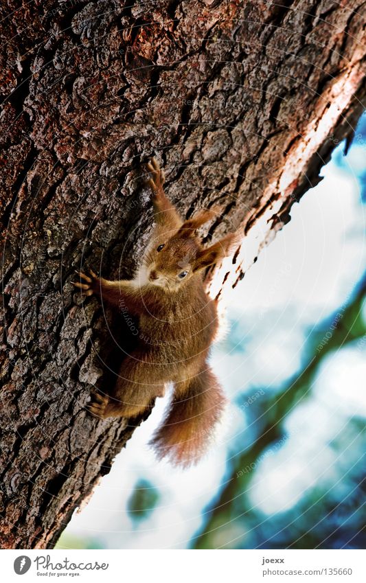 free climber Action Tree Squirrel Tree trunk Brown Bushy Pelt Brave Rodent Cute Paw Tree bark Red Auburn Mammal Timidity Stunt Sweet Animal Meddlesome Funny