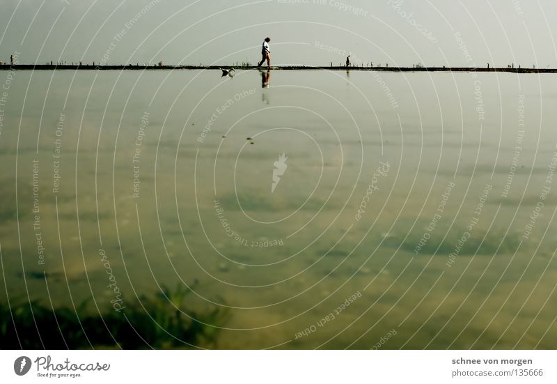 water treading Lake Ocean Beach Seagull Green Algae Horizon Plant Water Mud flats sea Sand Sky Blue Island North Sea High tide Human being