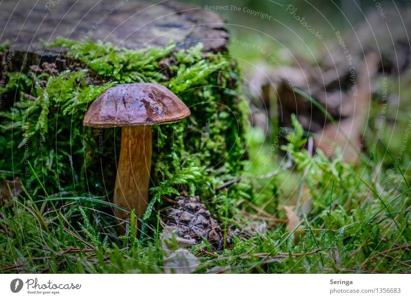 stood at attention Environment Nature Landscape Plant Animal Autumn Grass Moss Garden Park Meadow Forest Discover Eating Stand Growth Mushroom Mushroom cap