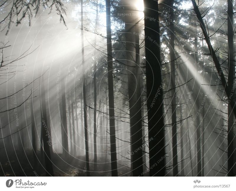 forest in the fog Forest Tree Fog Schauinsland Autumn Winter Mountain Sun