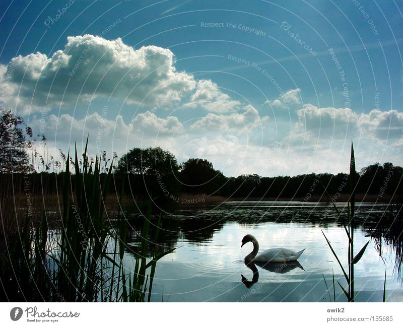 Quiet and beautiful Calm Nature Plant Animal Water Sky Clouds Horizon Spring Weather Tree Lake Bird Swan Surface of water Aquatic plant Feather Plumed