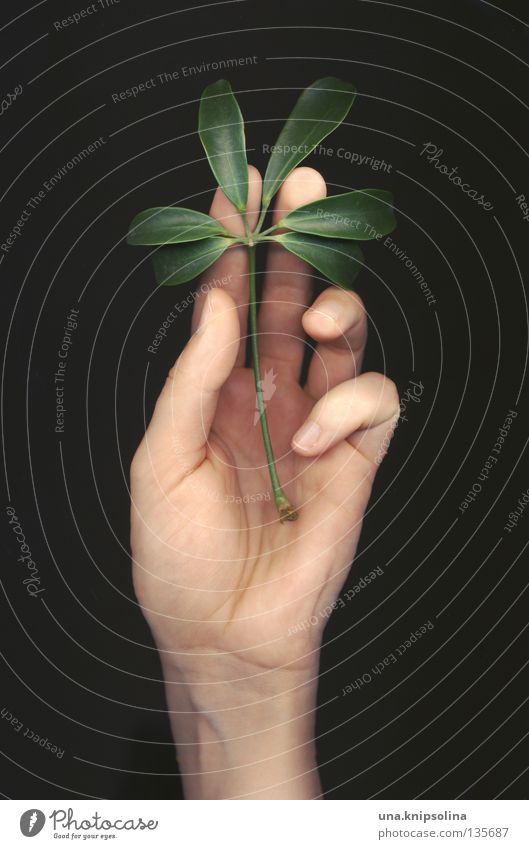 leaf Hand Fingers Nature Plant Line Touch Green Emotions Delicate Caresses Intuition Fingerprint Tracks Scanner Photographic technology fingertips other