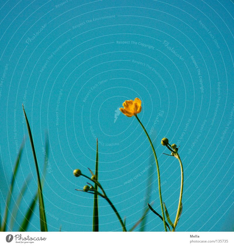 Botterbloom Flower Blossom Yellow Grass Blade of grass Meadow Spring Stalk Lighting Happiness Good mood Crowfoot Joy Sky Blue Beautiful weather Bud