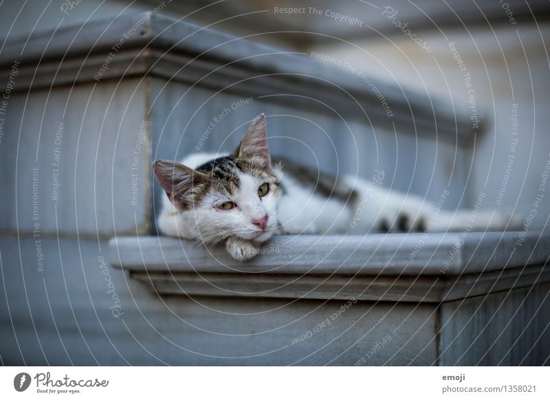 CATCONTENT Animal Pet Cat Animal face Pelt 1 Dark Cute Goof off Comfortable Lie Break Colour photo Exterior shot Deserted Day Shallow depth of field