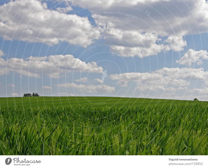 Freedom I Field Grass Barley Tree Green Physics Spring Force Fresh Juicy Clouds Horizon Sky Summer Warmth Nature Blue