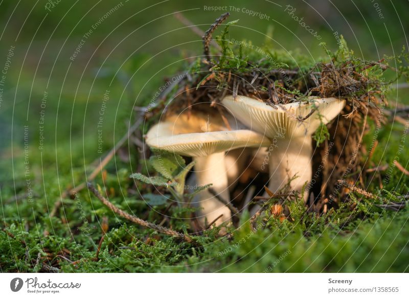 The breakthrough Nature Plant Earth Autumn Beautiful weather Moss Forest Growth Small Brown Green Success Power Patient Calm Attachment Mushroom Colour photo