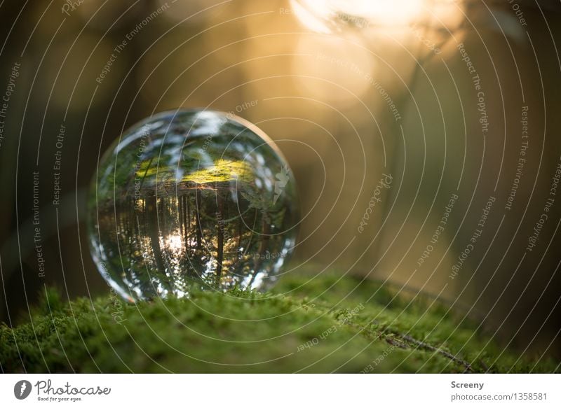 Worlds #12 Nature Landscape Plant Sun Sunlight Summer Autumn Beautiful weather Moss Forest Glass ball Crystal ball Illuminate Round Serene Calm Idyll