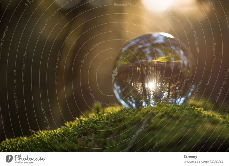 Worlds #15 Nature Landscape Plant Sun Sunlight Summer Autumn Beautiful weather Moss Forest Glass ball Crystal ball Illuminate Small Round Serene Calm Idyll