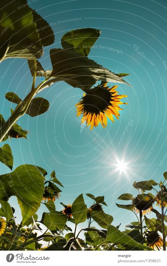 Bow: sunflowers with blue sky and a bright sun Environment Nature Plant Sky Cloudless sky Sun Sunlight Summer Climate Weather Beautiful weather Flower Leaf