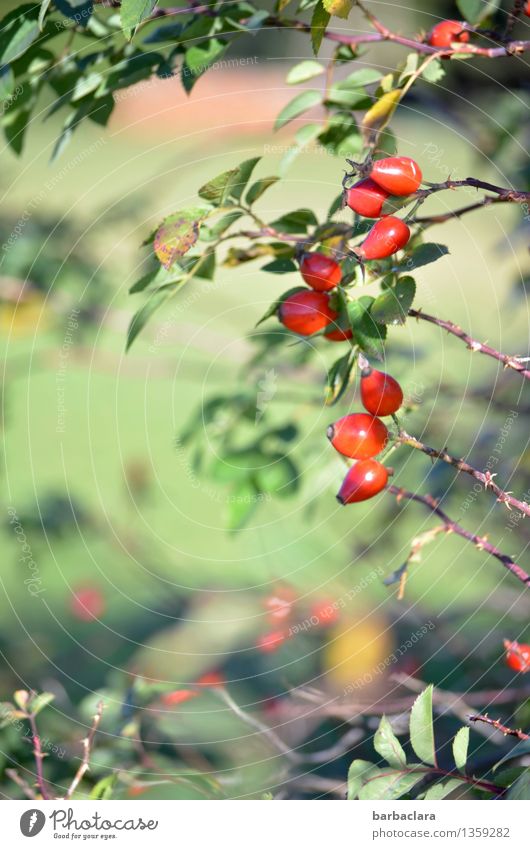 ripe for autumn Fruit Nature Plant Autumn Bushes Leaf Agricultural crop Rose hip Meadow Illuminate Healthy Red Moody Environment Colour photo Exterior shot
