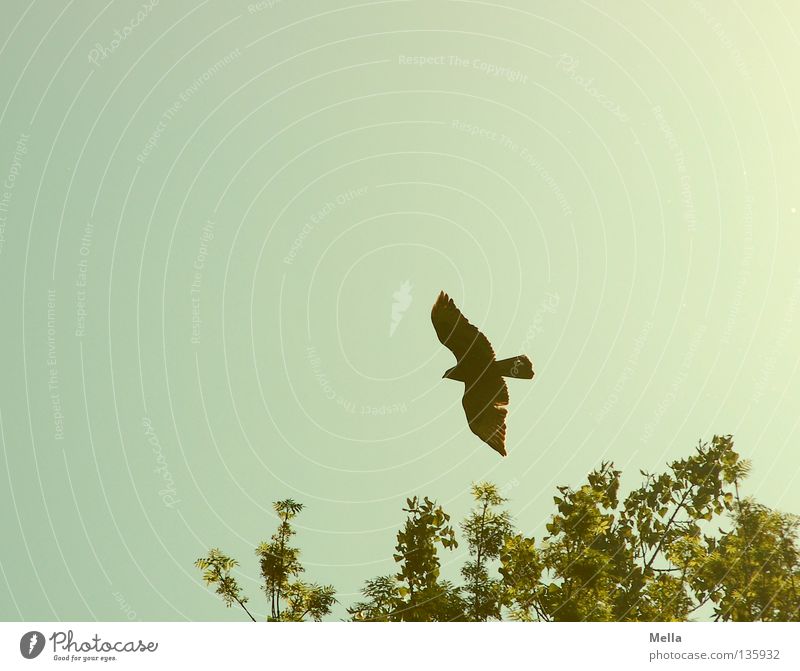 Phoenix Environment Nature Animal Sky Treetop Bird Wing Hawk Common buzzard 1 Flying Free Tall Natural Above Point Blue Green Freedom Colour photo Exterior shot