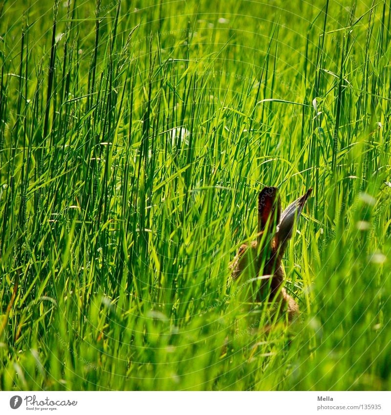 Rabbit in the pit Easter Environment Nature Animal Spring Grass Meadow Wild animal Hare & Rabbit & Bunny Hare ears 1 Crouch Sit Wait Free Natural Cute Green