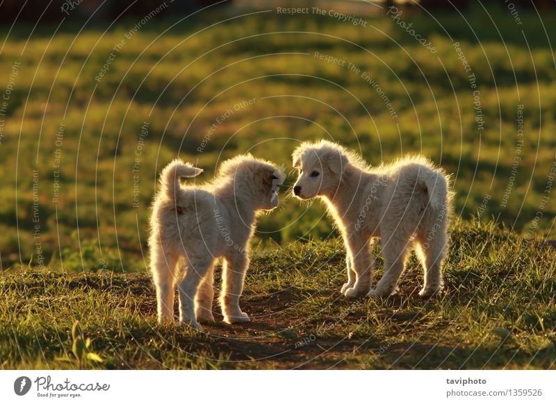 shepherd puppies playing in sunset light Joy Happy Beautiful Playing Summer Baby Friendship Nature Animal Grass Park Pet Dog Friendliness Together Small Funny