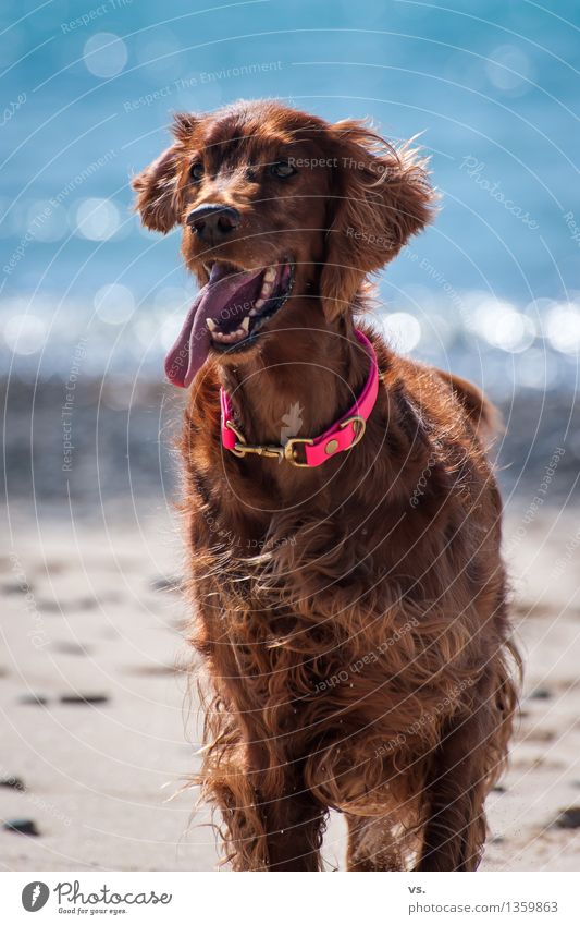 beach setter Animal Pet Dog Animal face Paw 1 Swimming & Bathing Hunting Running Playing Wait Friendliness Happiness Fresh Healthy Happy Joy