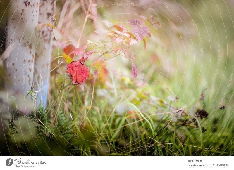 autumn swab Elegant Style Nature Landscape Autumn Beautiful weather Plant Tree Foliage plant Leaf Part of the plant Grass blossom Fern Meadow Forest