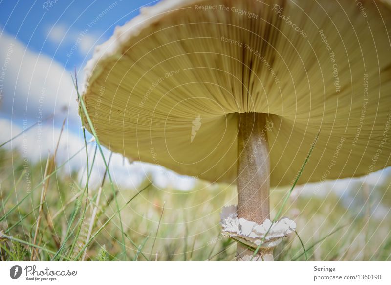 towards the sun Food Environment Nature Landscape Plant Animal Autumn Garden Park Meadow Discover Growth Mushroom Mushroom cap Mushroom picker Mushroom soup