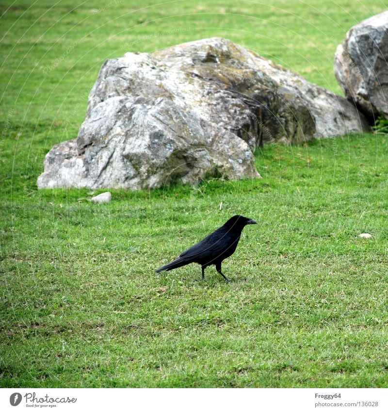 latecomers Raven birds Bird Black Green Grass Meadow Flower Beak Tails Animal Zoo Enclosure Crow Spring Aviation Feather Walking Going