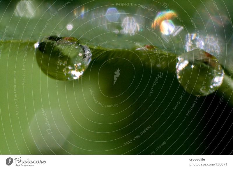 morning dew Water Leaf Tiny hair Stick Hang Gravity Green Peace Macro (Extreme close-up) Close-up Drops of water Dew Hair and hairstyles Glittering privately