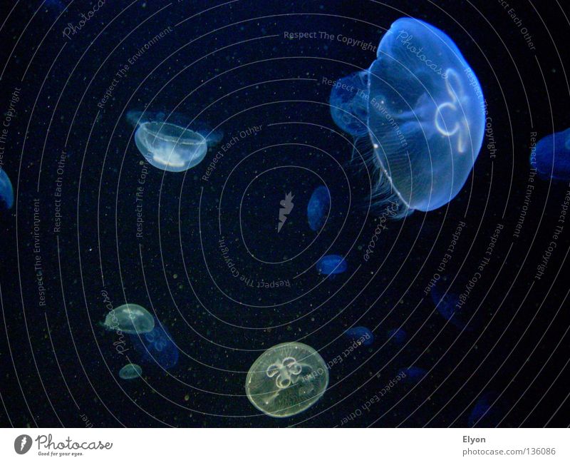 jelly Jellyfish Ocean Animal Lake Nettle animal Nature Water Medusa