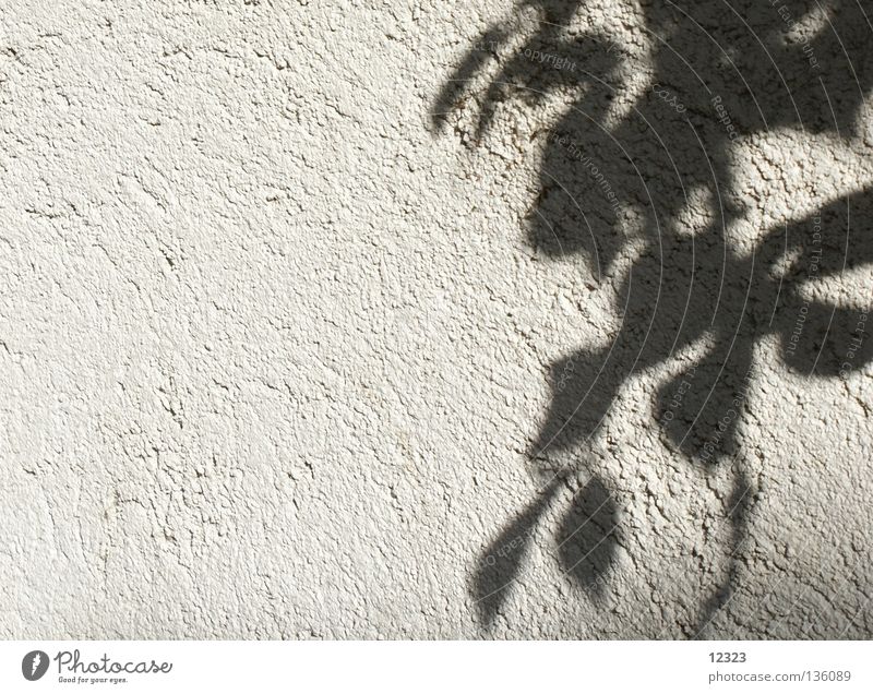 flowers on the wall Flower Wall (building) Wallpaper Graphic Background picture Dark Black White Ivy Leaf Calm Pattern Grief Distress Autumn Shadow Bright