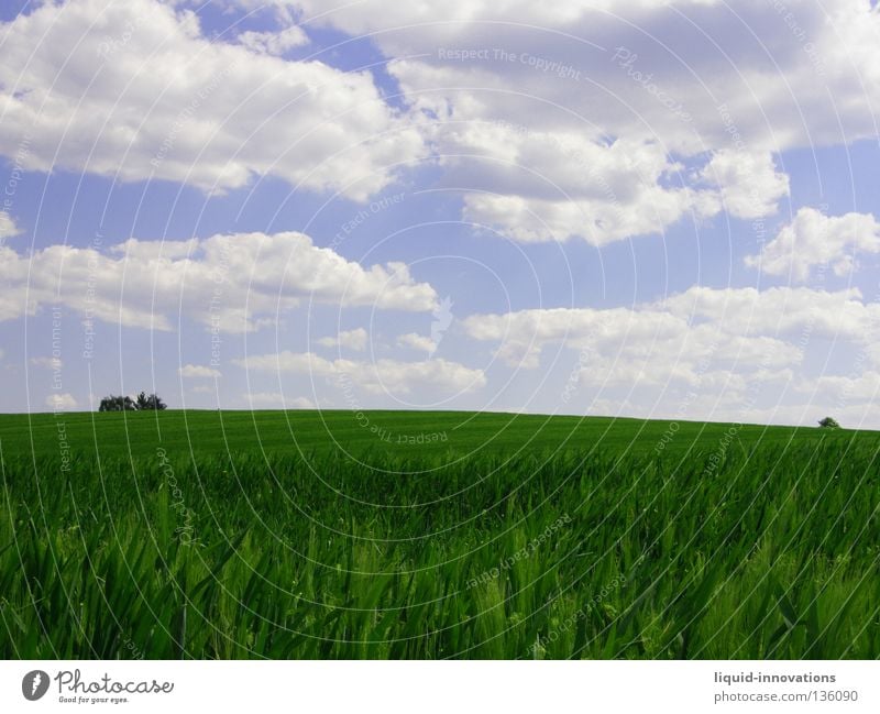 Freedom II Field Grass Barley Tree Green Physics Spring Force Fresh Juicy Clouds Horizon Summer Sky Warmth Nature Blue