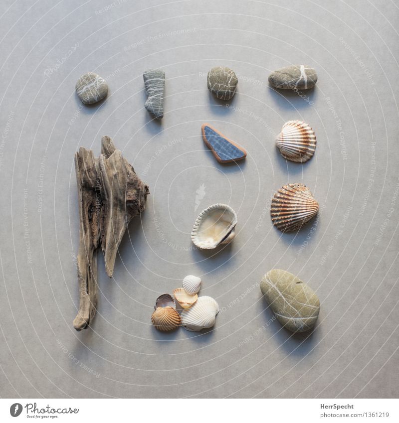 flotsam and jetsam Souvenir Collection Collector's item Stone Brown Gray Accumulate Mussel shell Driftwood Wood Tile Colour photo Subdued colour Interior shot