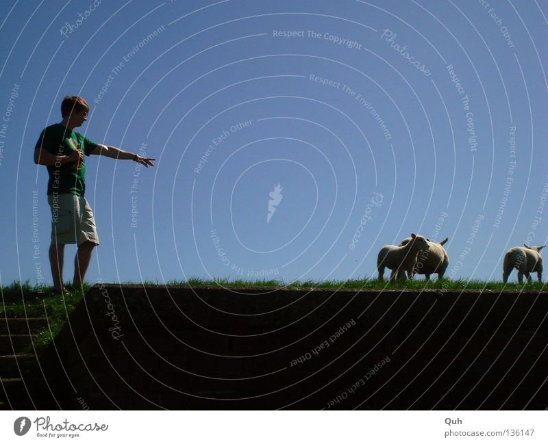Sheep Checker Dike Wool Animal Grass Meadow Man Green Shorts Fingers Hill Mammal Sky Lamb Coast River Human being Blue Lawn Arm