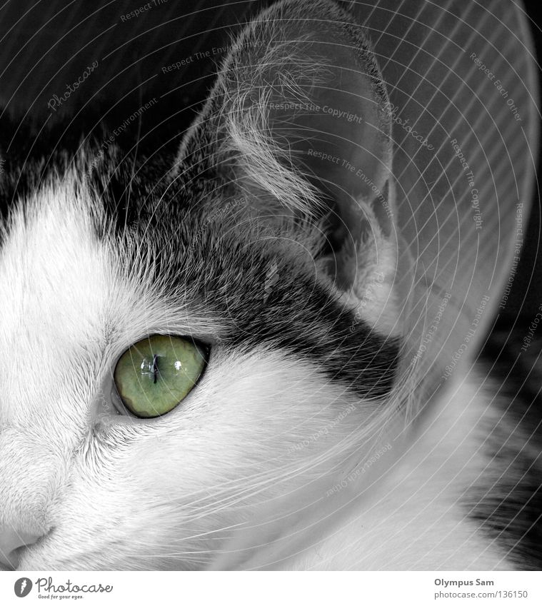The green eye Cat Animal Pelt Mammal Black & white photo Ear