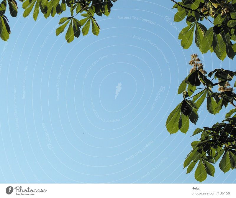 chestnut leaves and chestnut blossoms at the edge with lots of blue text space Leaf Chestnut leaf Tree Blossom Edge Growth Grown Spring May Together