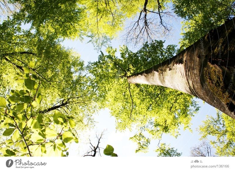 .:: In the middle of the woods ::. Nature Sky Spring Tree Forest Green Tree bark Treetop Tree trunk Branch Colour photo Exterior shot Day Light Contrast
