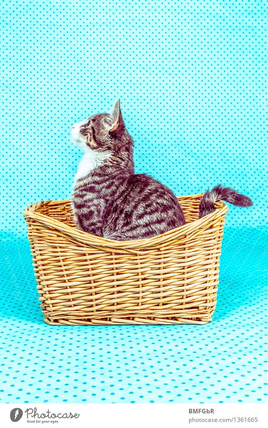 cat posing Animal Pet Cat Pelt 1 Baby animal Basket Observe Sit Happiness Hip & trendy Beautiful Kitsch Funny Curiosity Cute Positive Retro Blue Joy Life
