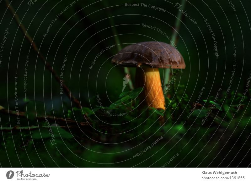 Object of desire Food Mushroom Mushroom cap Cep Environment Nature Plant Moss Cloverleaf Forest Decoration Stand Growth Wait Esthetic Brown Yellow Gold Green