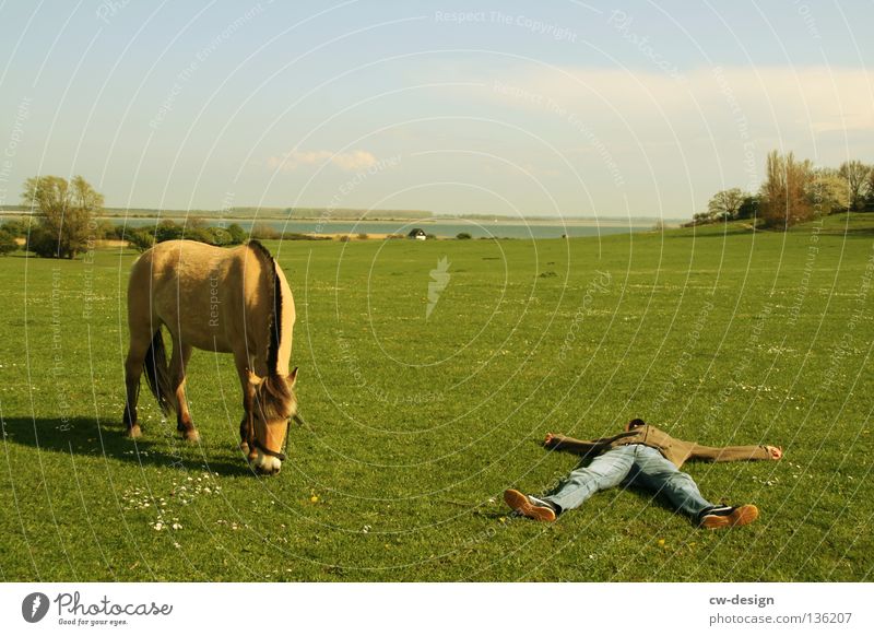 400th - chilling in suburban space Relaxation Dream Bedroom Horse Pasture Floor covering Chewing gum Pedestrian Timeless Stand Man Masculine Vacation & Travel