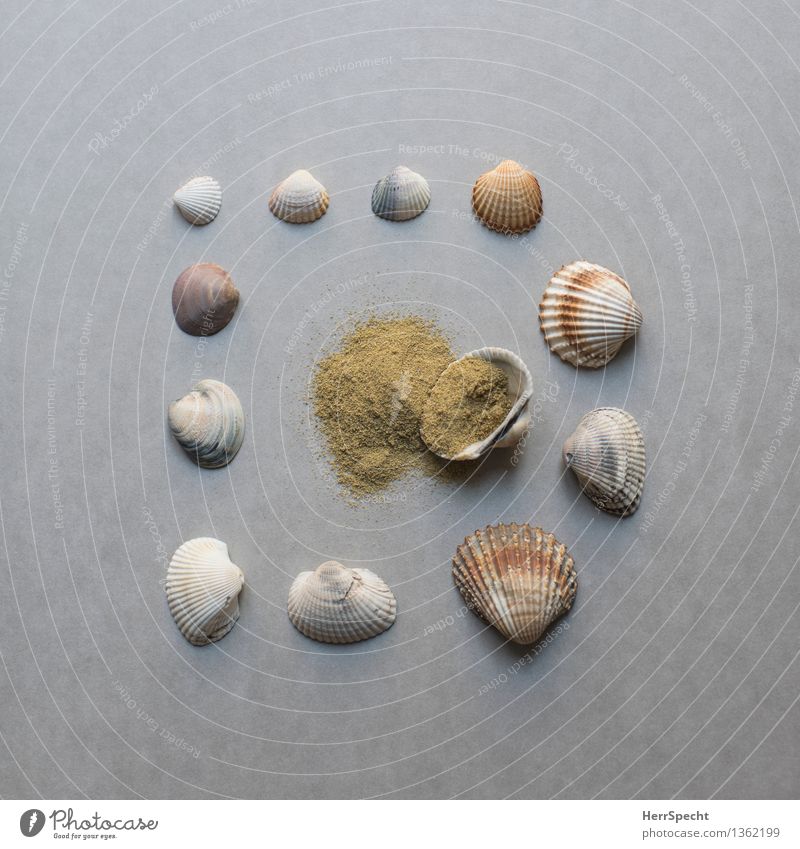 flotsam and jetsam Beach Souvenir Collection Collector's item Sand Esthetic Brown Gray Vacation mood Super Still Life knolling Classification Mussel