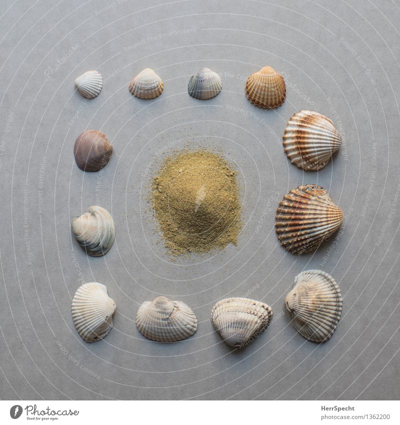 Beach kit Souvenir Collection Beautiful Natural Brown Gray Still Life Mussel shell Sand Sandy beach Vacation mood Colour photo Subdued colour Interior shot