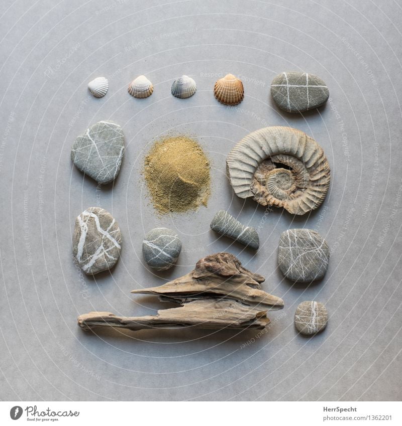 Floating flotsam II Souvenir Collection Collector's item Stone Sand Wood Brown Gray Mussel shell Driftwood Pebble Fossil Ammonite Colour photo Subdued colour