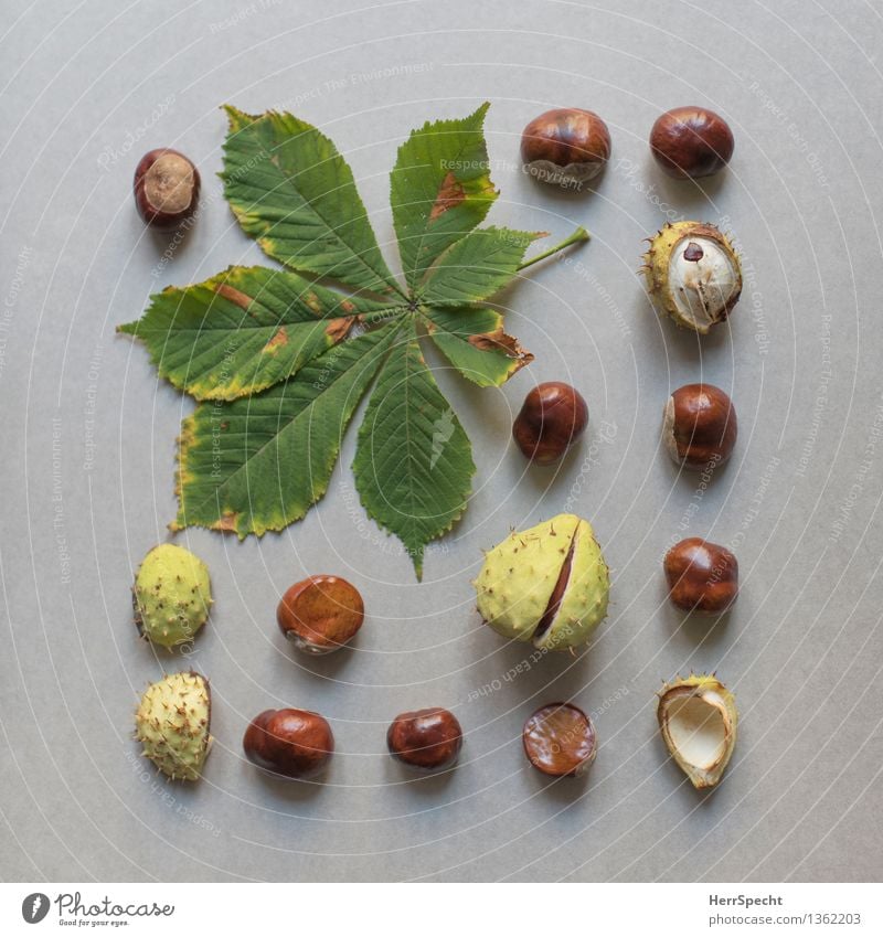 Chestnut Plant Leaf Collection Natural Brown Green Super Still Life Nature Harvest Chestnut leaf Autumn Autumnal Classification knolling Colour photo